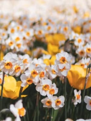 Image for Narcissus Base 10