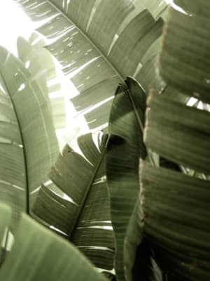 Image for Vibe Accord