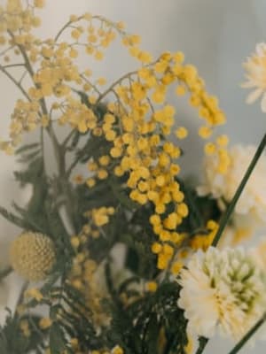 Image for Mimosa 10