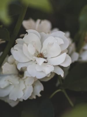 Image for Jasmionone No.4