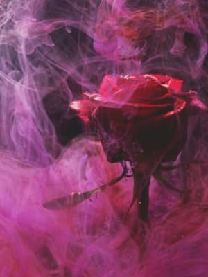 Image for Rose M S (perfume)