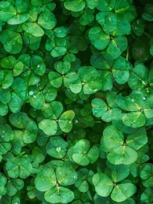 Image for Clover 10