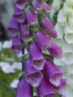 Image for Floral Herbaceous Accord