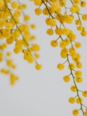 Image for Atelier Des Fleurs Herba Mimosa by Chloe