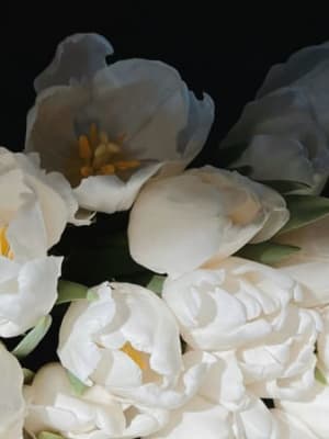 Image for Freesia
