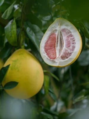 Image for Pomelo