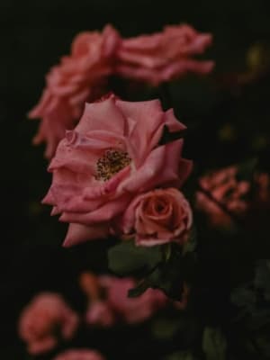 Image for Byblos Pour Femme