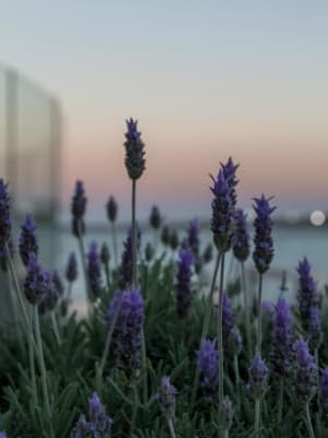 Image for Lavender Extra