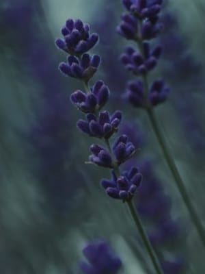 Image for Lavender Vintage
