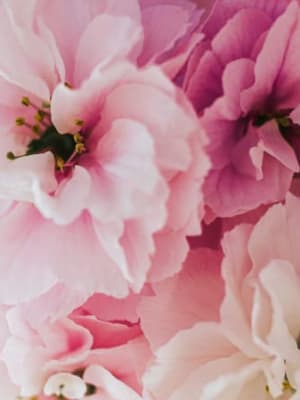 Image for Accord N° 208702 Floral (Firmenich)
