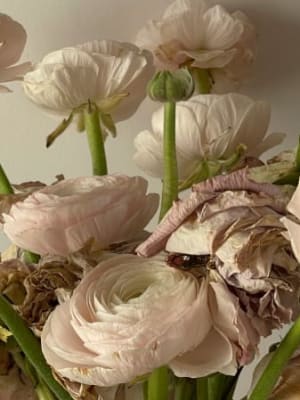 Image for Accord N° 207823 Fougere Herbal Floral (Firmenich)