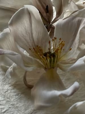 Image for Accord N° 208902 Woody Oriental (Firmenich)