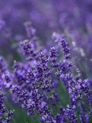 Image for Lavender Imitation 10