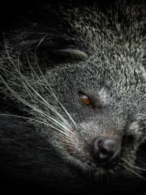 Image for Civet synthetic