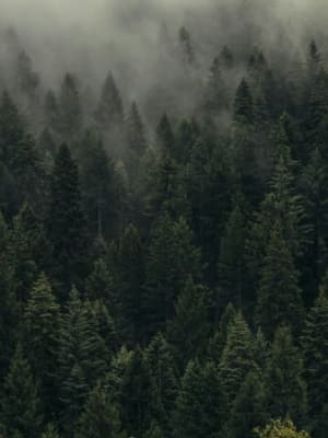 Image for Extreme Woods By Zaid Shaikha