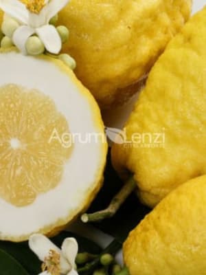 Image for Citron Accord