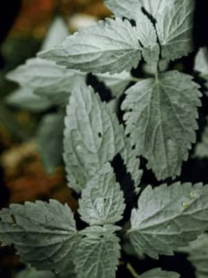 Image for Patchouli Akkord
