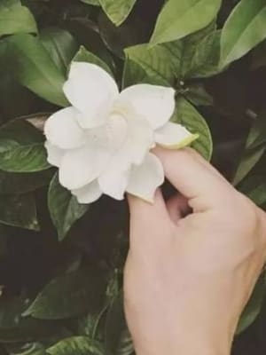 Image for Gardenia Flower Accord