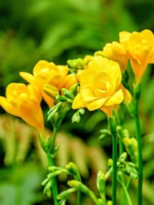 Image for Yellow Freesia Accord