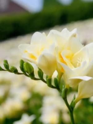 Image for Musky White Freesia Accord