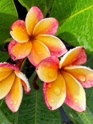 Image for Plumeria Woody Floral