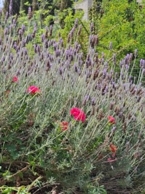 Image for White Floral Fougere