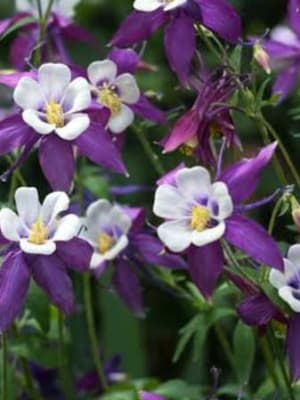 Image for Oudflower Attar