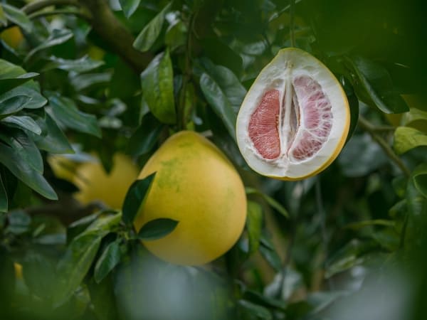 Image for Pomelo