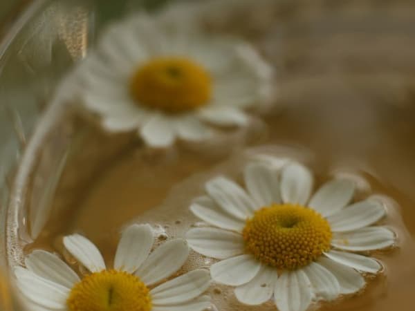 Image for Cassia Imitation 10