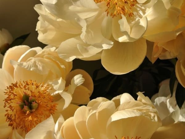 Image for Aldehyde Blend For French Type 3