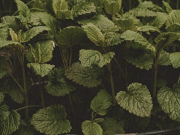 Image for Accord N° 208067 Green herbal (Firmenich)