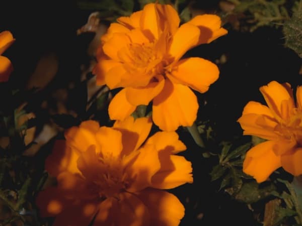 Image for Orangeflower A