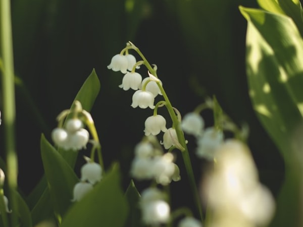 Image for Muguet 10 C