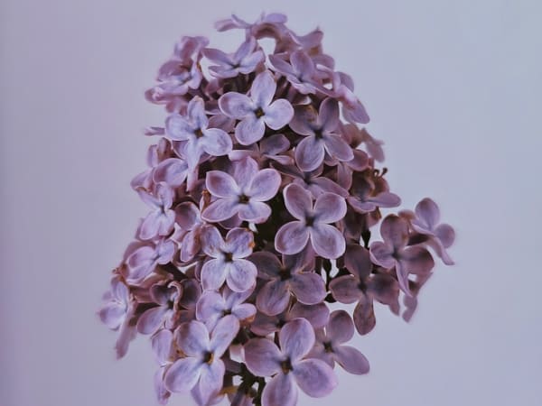 Image for Lilac 40