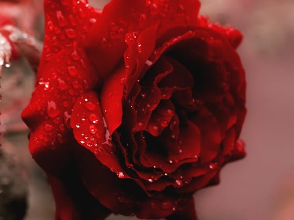 Image for Red Rose 10