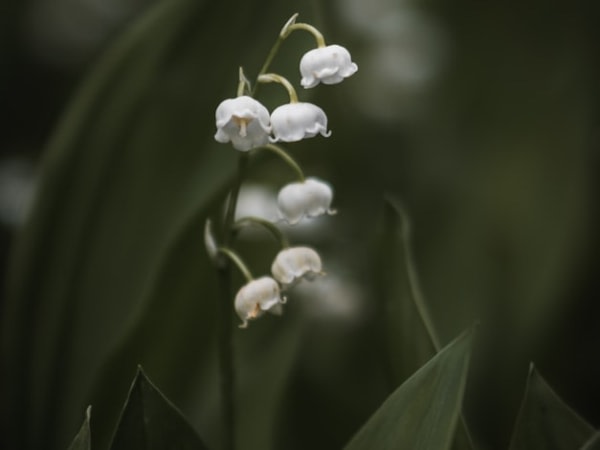 Image for Muguet 10B