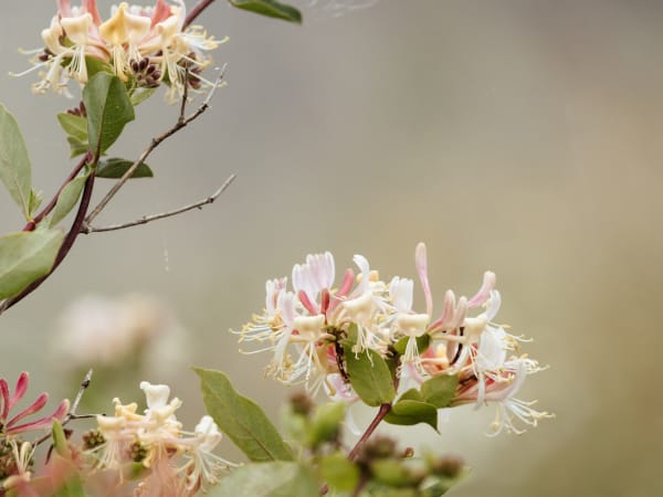 Image for Honeysuckle 10