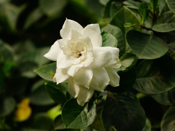 Image for Gardenia 10