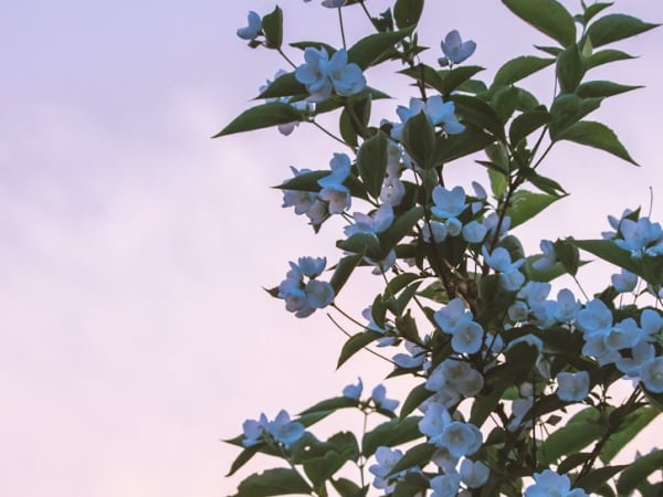 Image for Jasmin Base No.5