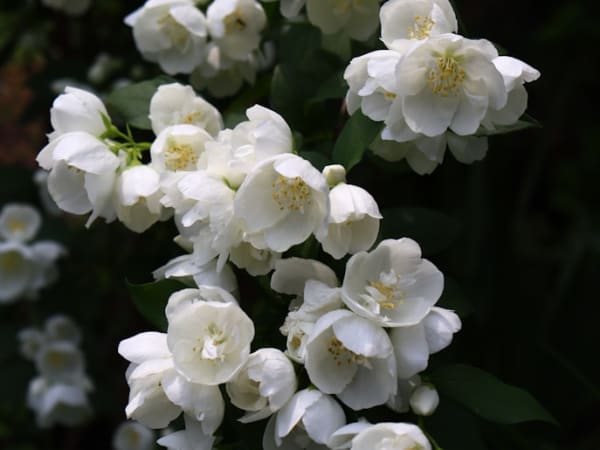 Image for Jasmin No.1