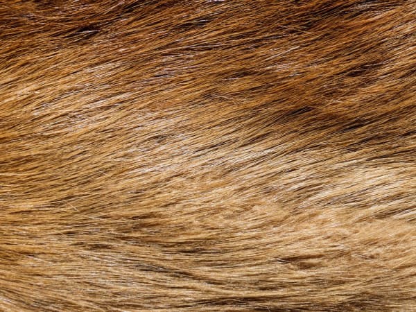 Image for Castoreum Synthetic