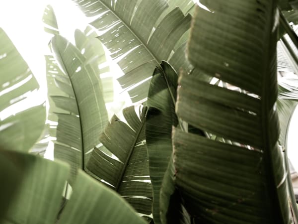 Image for Vibe Accord