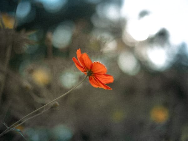 Image for Orangeflower 30