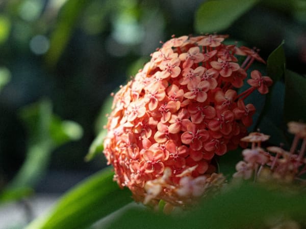 Image for Fruity Floral Accord