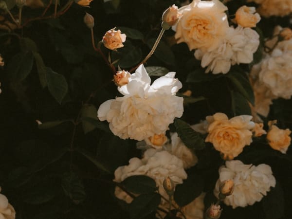 Image for Heliotrope 10