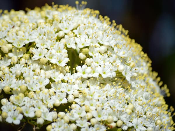 Image for Accord N° 203429 Musk (Firmenich)