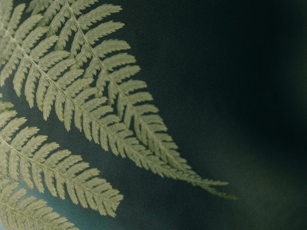 Image for Accord N° 208689 Fougere Woody (Firmenich)