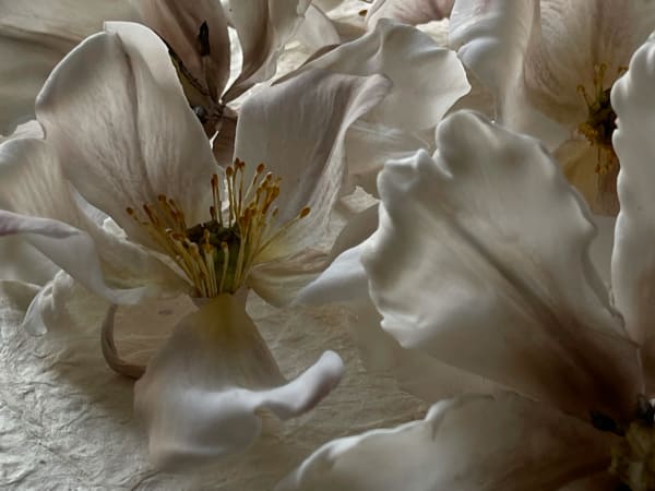 Image for Accord N° 208902 Woody Oriental (Firmenich)