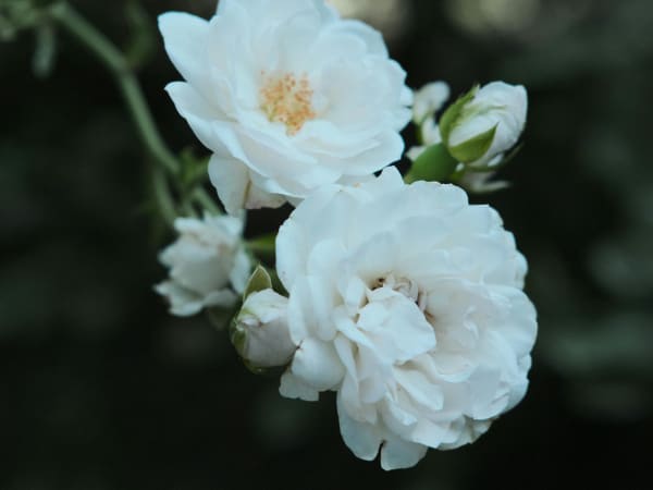 Image for Floriental Accord