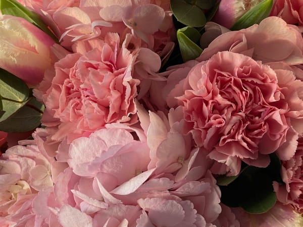 Image for Dianthus 10